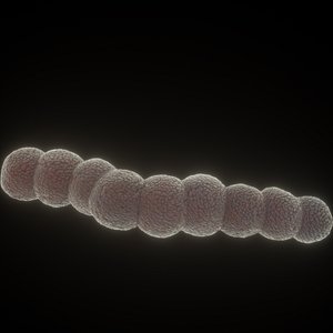streptococcus bacteria model