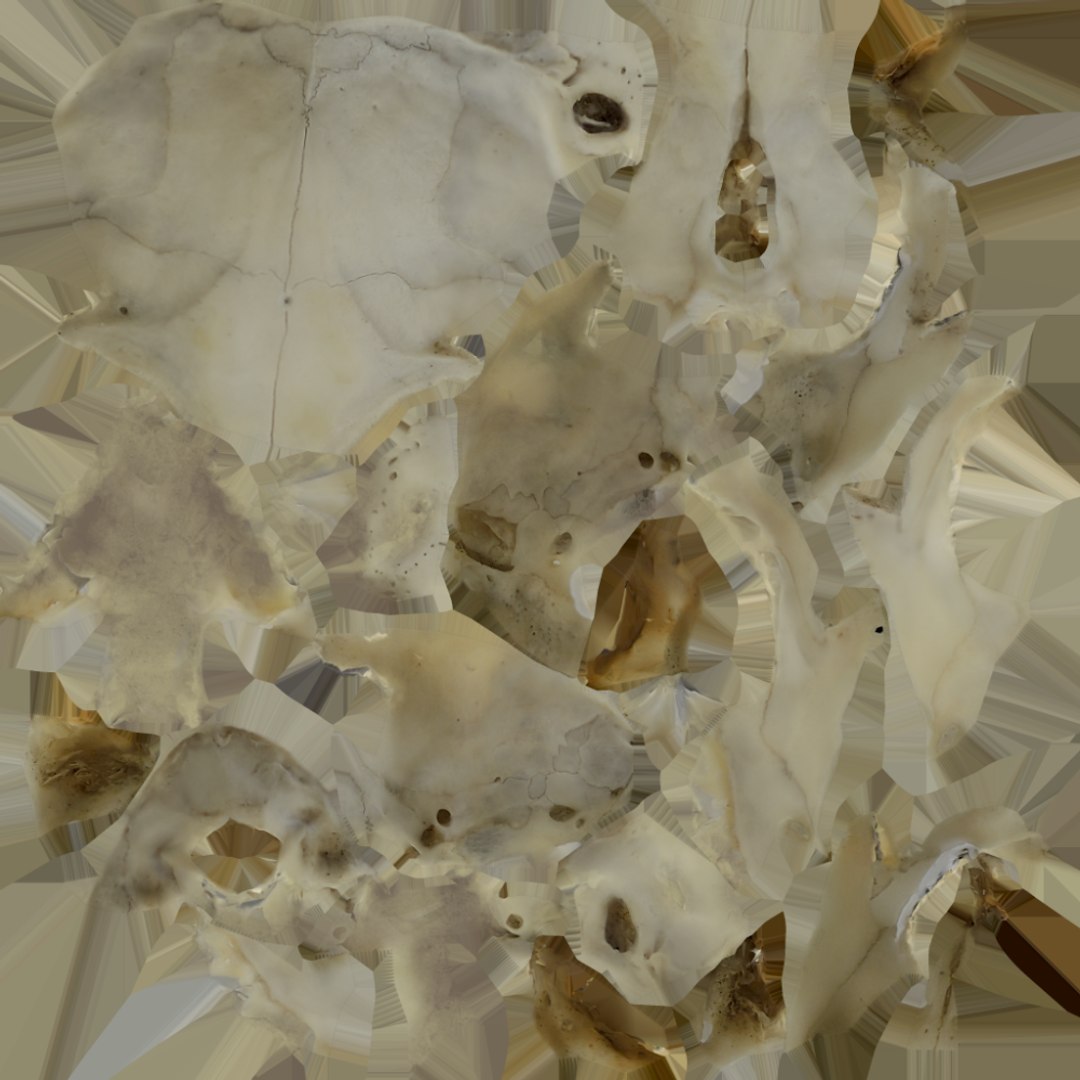 Photorealistic Cat Skull 3D model https://p.turbosquid.com/ts-thumb/mn/Zg8Df7/3V/19/png/1724652466/1920x1080/fit_q87/209692c80cff433779c1490fb5895d7662594d07/19.jpg