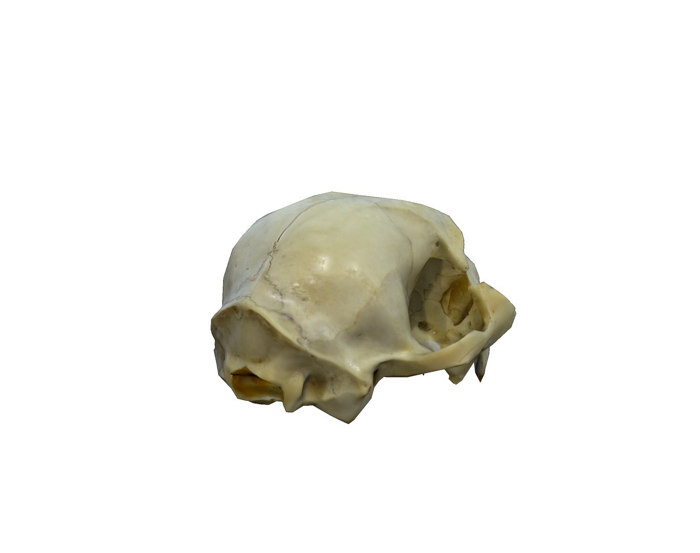 Photorealistic Cat Skull 3D model https://p.turbosquid.com/ts-thumb/mn/Zg8Df7/Xd/06/png/1724652455/1920x1080/fit_q87/716e562c4b44b2dfff2ee9e36b7a39ece5c24ab5/06.jpg