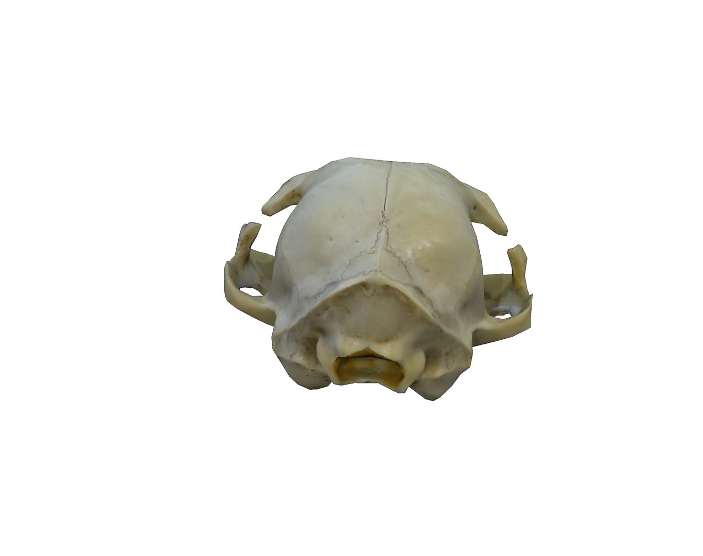 Photorealistic Cat Skull 3D model https://p.turbosquid.com/ts-thumb/mn/Zg8Df7/ZK/07/png/1724652457/1920x1080/fit_q87/e45180b18442d3828dd9333ad539ae0ceaafcd3e/07.jpg