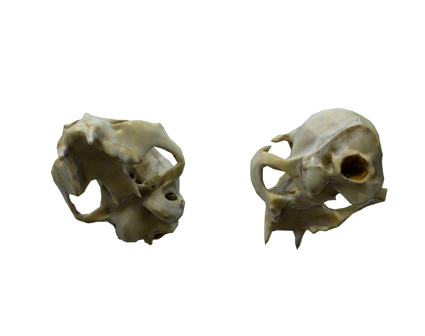 Photorealistic Cat Skull 3D model https://p.turbosquid.com/ts-thumb/mn/Zg8Df7/nj/11/png/1724652461/1920x1080/fit_q87/0465723321e796f8044aa13ae288b9d4a7cc5b06/11.jpg
