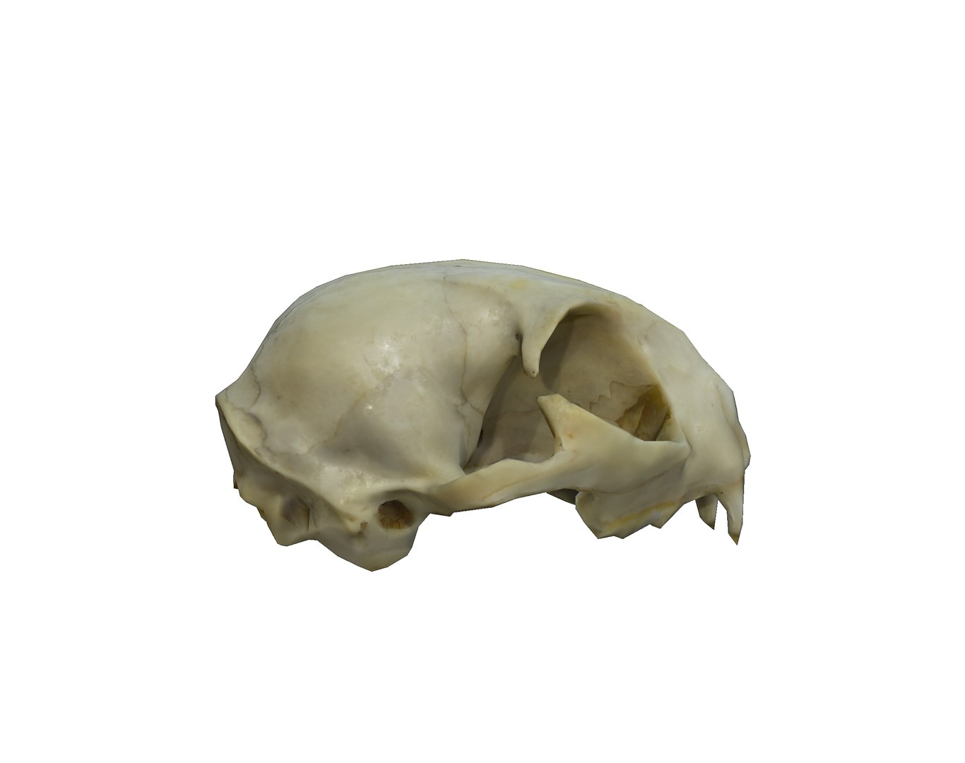 Photorealistic Cat Skull 3D model https://p.turbosquid.com/ts-thumb/mn/Zg8Df7/zN/05/png/1724652456/1920x1080/fit_q87/e78c50c57d84f99c9b2d74e6d9624b388568c80a/05.jpg