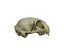 Fotorealistischer Katzenschädel