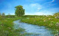 River Meadow