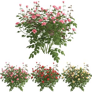 Rose plant 03 3D model