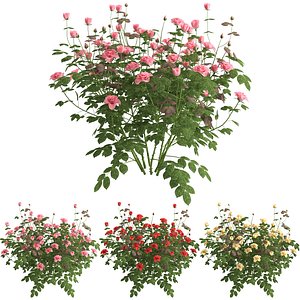 Rose plant 03