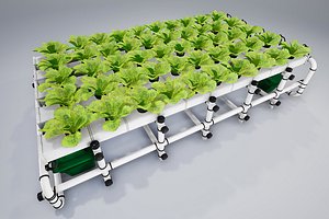 lettuce salad vegetable model