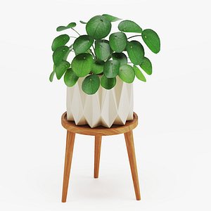 Minimalist Desert Cactus and Succulent Decorative Set model