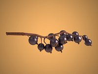 Blackcurrant