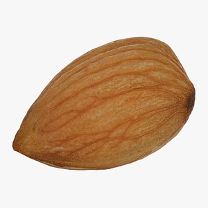 almond nut 3D model