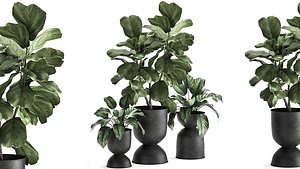 ornamental plants interior pots 3D model