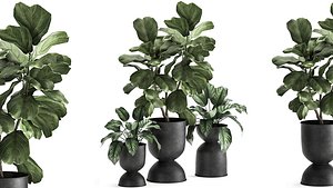 Houseplants in a pot for the interior 876