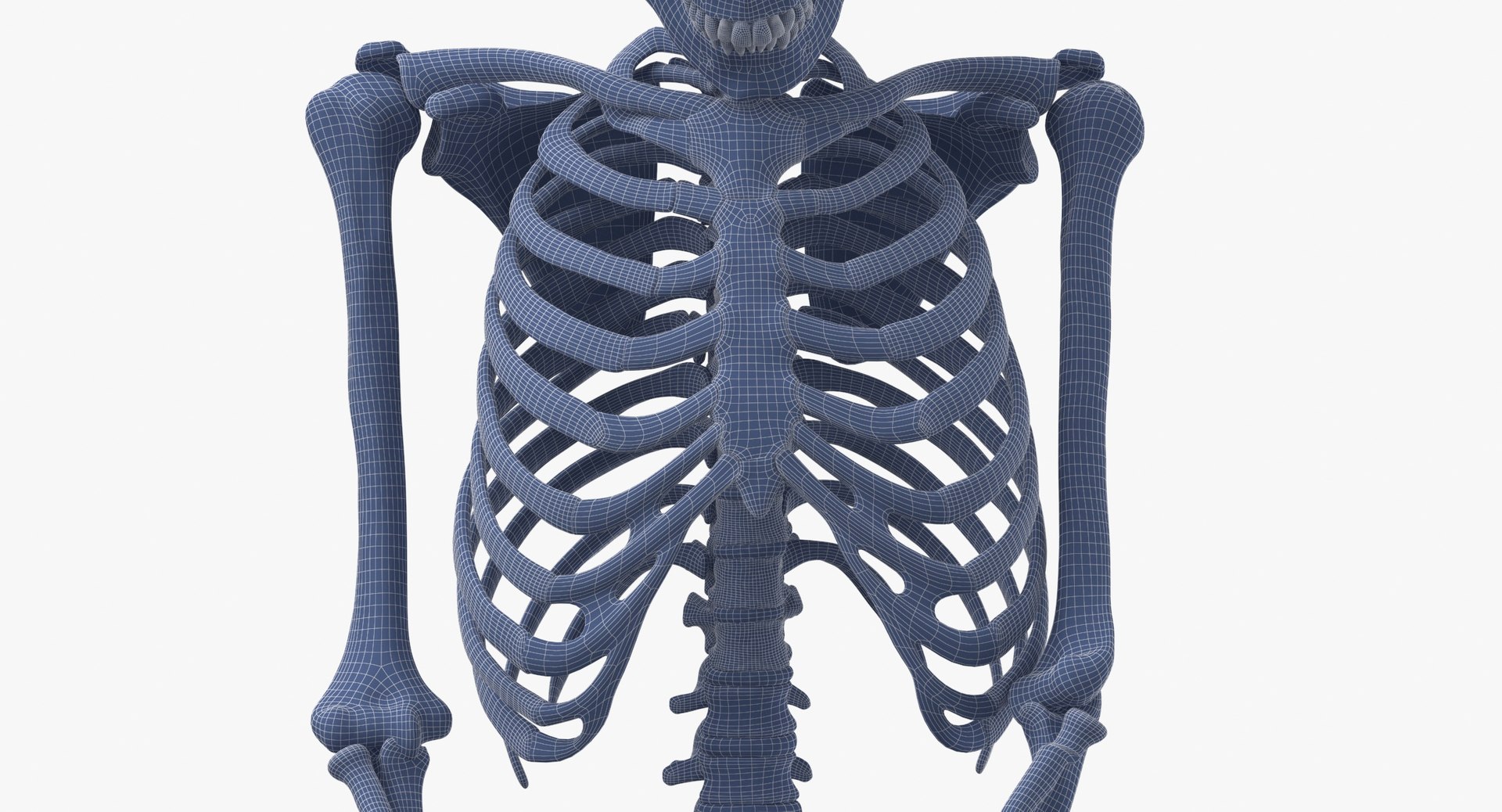 Real Human Female Skeleton Pose 105(1) 3D model https://p.turbosquid.com/ts-thumb/mo/T1pB74/Ov/real_human_female_skeleton_pose_105_wireframe_0008/jpg/1639480428/1920x1080/fit_q87/22a88e1deb0312d995adbbaa0b0a6a1da4ed56ab/real_human_female_skeleton_pose_105_wireframe_0008.jpg