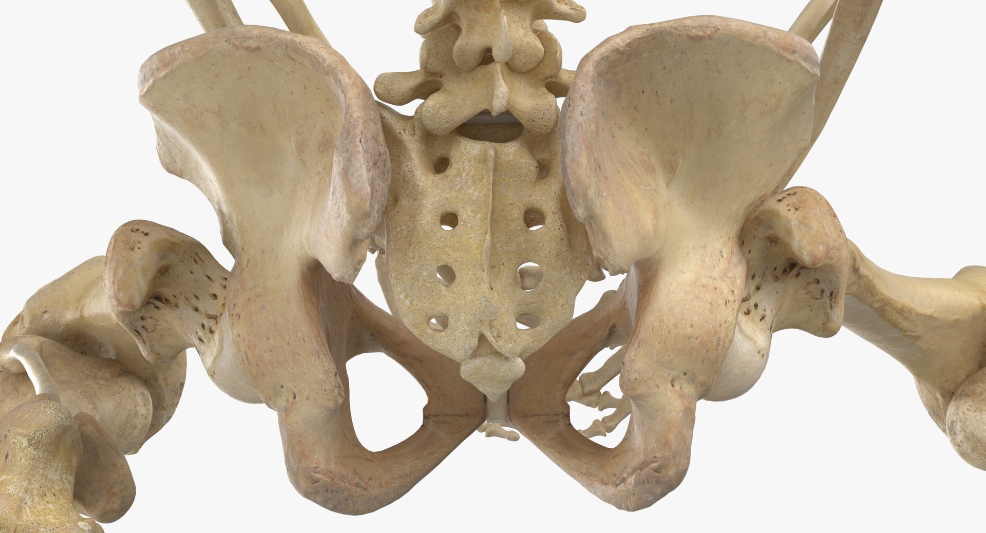 Real Human Female Skeleton Pose 105(1) 3D model https://p.turbosquid.com/ts-thumb/mo/T1pB74/d0/real_human_female_skeleton_pose_105_thumbnail_0013/jpg/1639480421/1920x1080/fit_q87/100da73fcd8f5aee06fe1d4110607a4e00036f02/real_human_female_skeleton_pose_105_thumbnail_0013.jpg