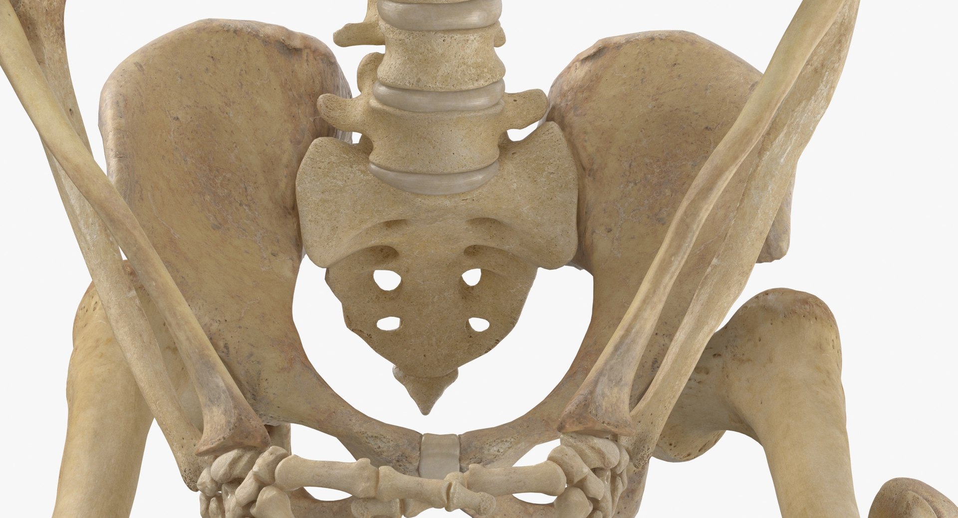 Real Human Female Skeleton Pose 105(1) 3D model https://p.turbosquid.com/ts-thumb/mo/T1pB74/kY/real_human_female_skeleton_pose_105_thumbnail_0018/jpg/1639480421/1920x1080/fit_q87/7dc45b2a49360709a1ababfd8d6062cc0ddf5c3d/real_human_female_skeleton_pose_105_thumbnail_0018.jpg