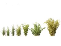Bambusa multiplex fernleaf - Fernleaf Bamboo 02