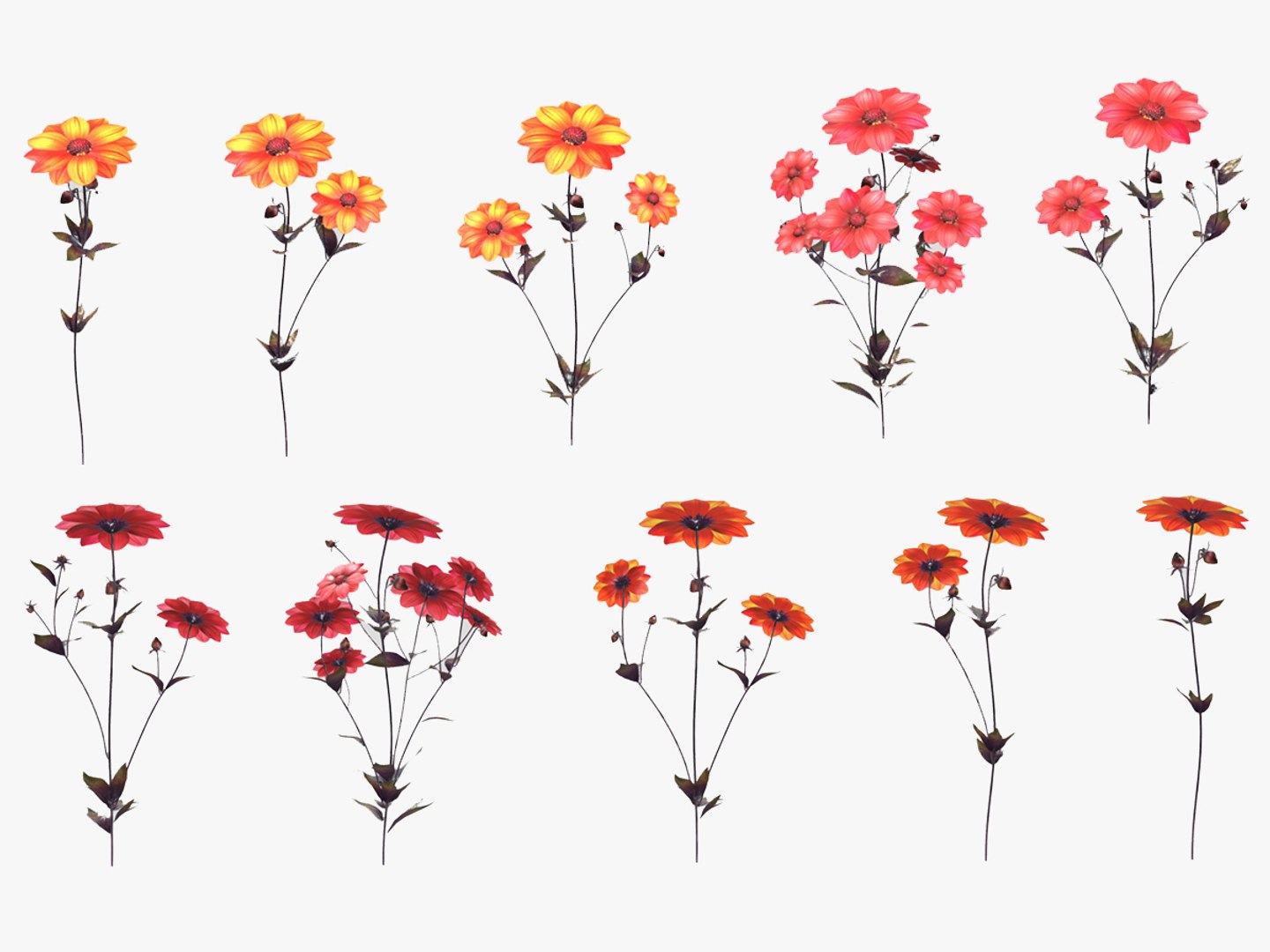 3D Dahlia Bishop Flower Low Poly https://p.turbosquid.com/ts-thumb/mo/W2C57F/GX/1200x900/jpg/1733131709/1920x1080/fit_q87/2a9e1797d841ff55dc106b8490f655dafc83985e/1200x900.jpg