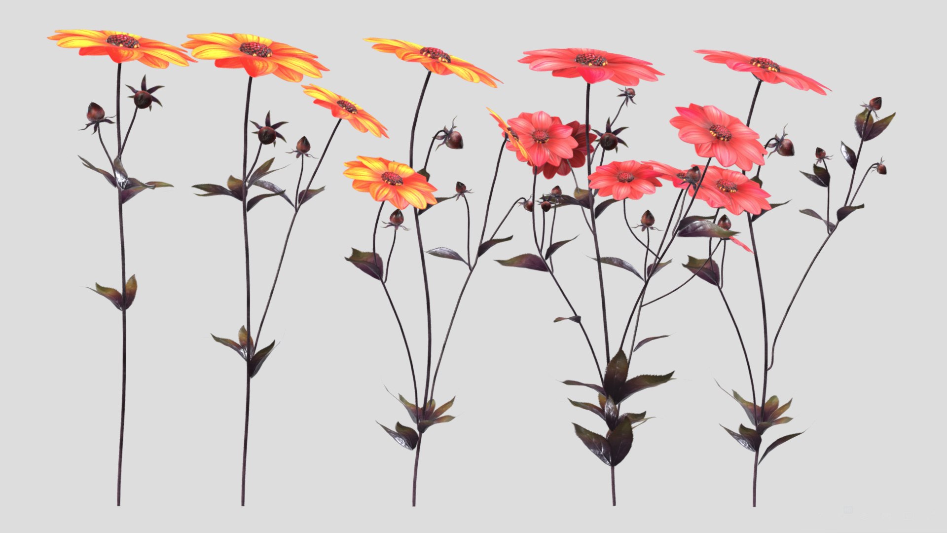 3D Dahlia Bishop Flower Low Poly https://p.turbosquid.com/ts-thumb/mo/W2C57F/re/dahliabishopflowerlowpoly006/jpg/1733131713/1920x1080/fit_q87/9c522043beb6962cd23707745ed89663b8237cd7/dahliabishopflowerlowpoly006.jpg