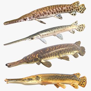 Gar Fish Collection