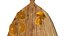 Oranges set + cutting board