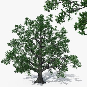 quercus robur oak pedunculate 3D model