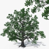 Pedunculate Oak Quercus Robur 16m