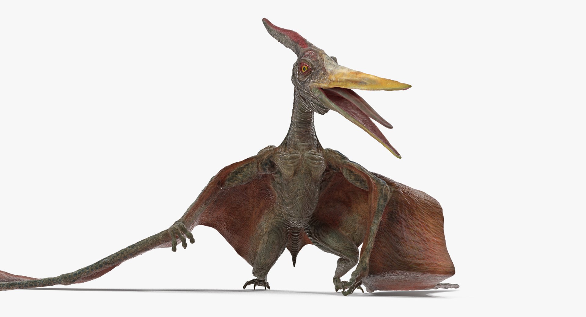 Pteranodon Standing Pose 3D Model 3D model preview