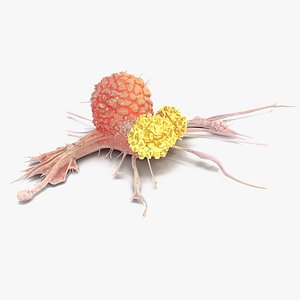 Human Cancer Cell with 2 Lymphocyte