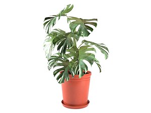 monstera 3D model