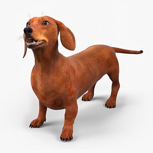 Smooth Dachshund Dog with Red Coat Rigged 3D model