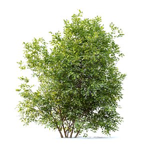 Redosier dogwood