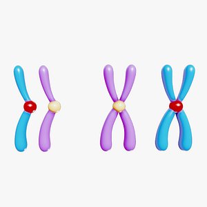 3D model Interphase Chromosome Replication