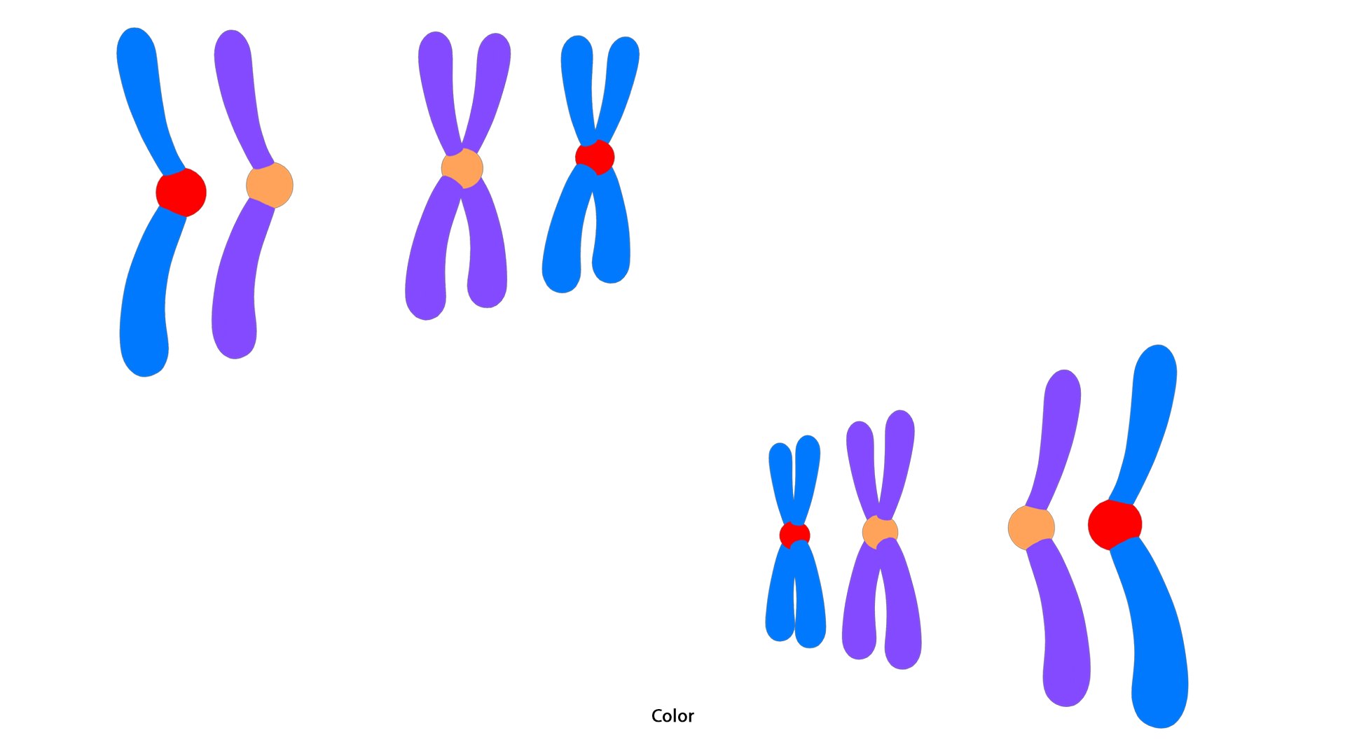 3D model Interphase Chromosome Replication https://p.turbosquid.com/ts-thumb/mp/L8fPNe/p6/interphase_chromosome_replication_color_2/png/1764797376/1920x1080/fit_q87/45d66ffcacc878b82f388829db717df8dae1a2f9/interphase_chromosome_replication_color_2.jpg