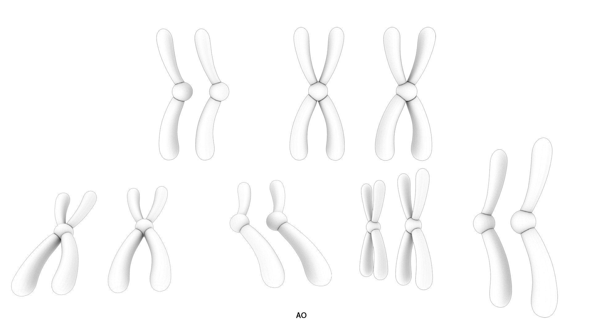 3D model Interphase Chromosome Replication https://p.turbosquid.com/ts-thumb/mp/L8fPNe/xz/interphase_chromosome_replication_ao/png/1764797376/1920x1080/fit_q87/3875f6541cc08dc1c5f4ca8e194e348df4411342/interphase_chromosome_replication_ao.jpg