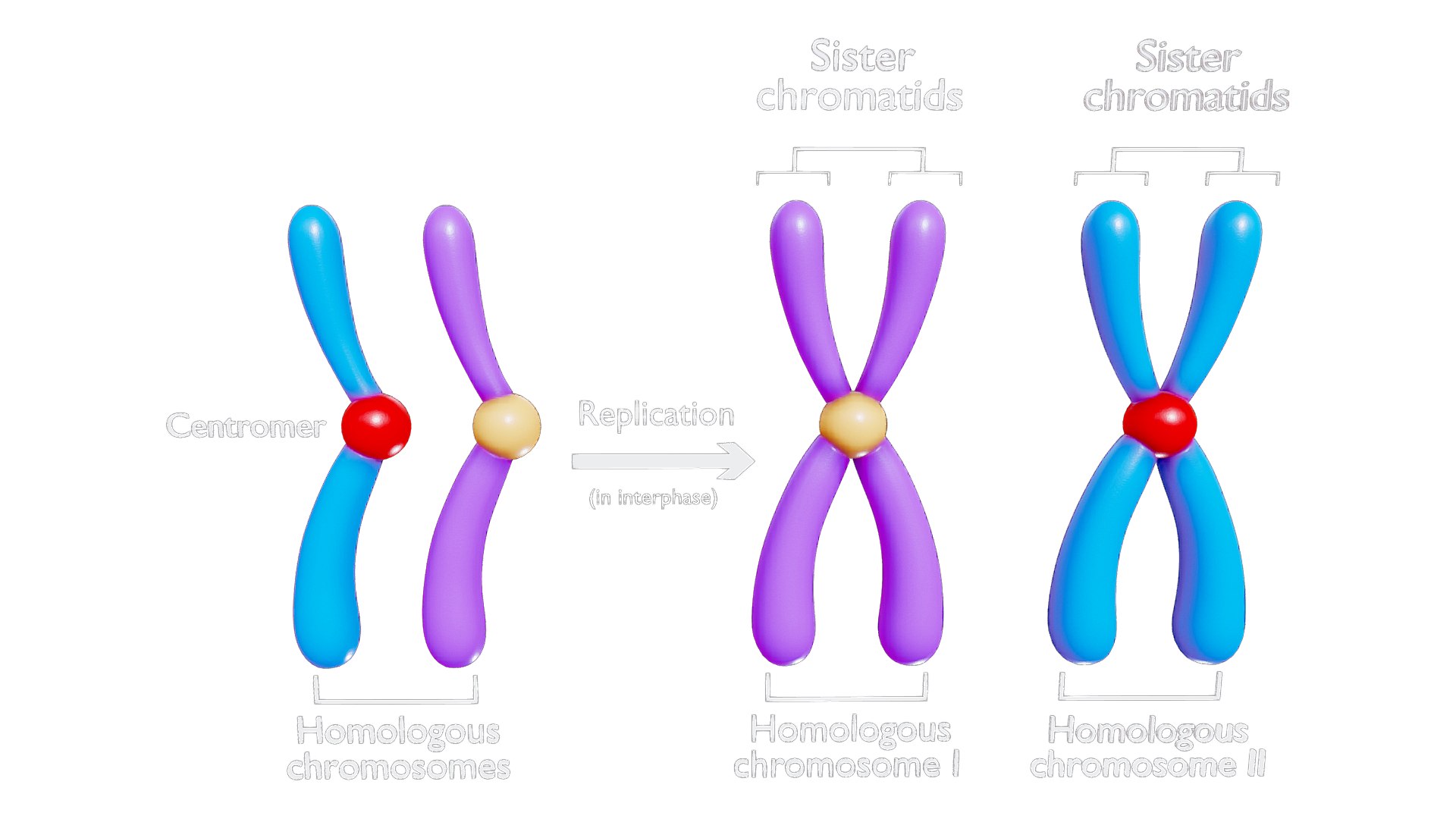 3D model Interphase Chromosome Replication https://p.turbosquid.com/ts-thumb/mp/L8fPNe/zm/interphase_chromosome_replication_render_2/png/1764797380/1920x1080/fit_q87/9e3144a4e14984950a1b4be8127589ca4f9ace92/interphase_chromosome_replication_render_2.jpg
