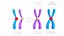 Interphase Chromosome Replication