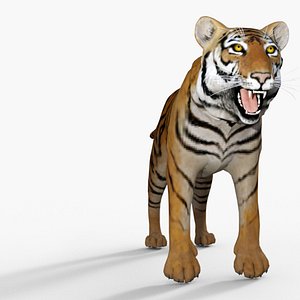 p0031 - tiger