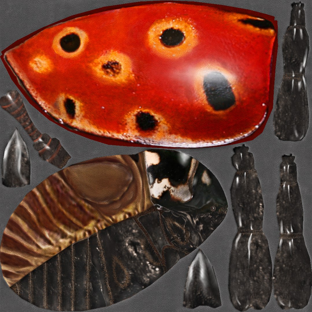 3ds max beetle leptinotarsa decemlineata https://p.turbosquid.com/ts-thumb/mp/RQOXHA/YHxby79k/eyedladybird/jpg/1409211835/1920x1080/fit_q87/e80db35643517c07c72e62418d6fe2038220d8bb/eyedladybird.jpg