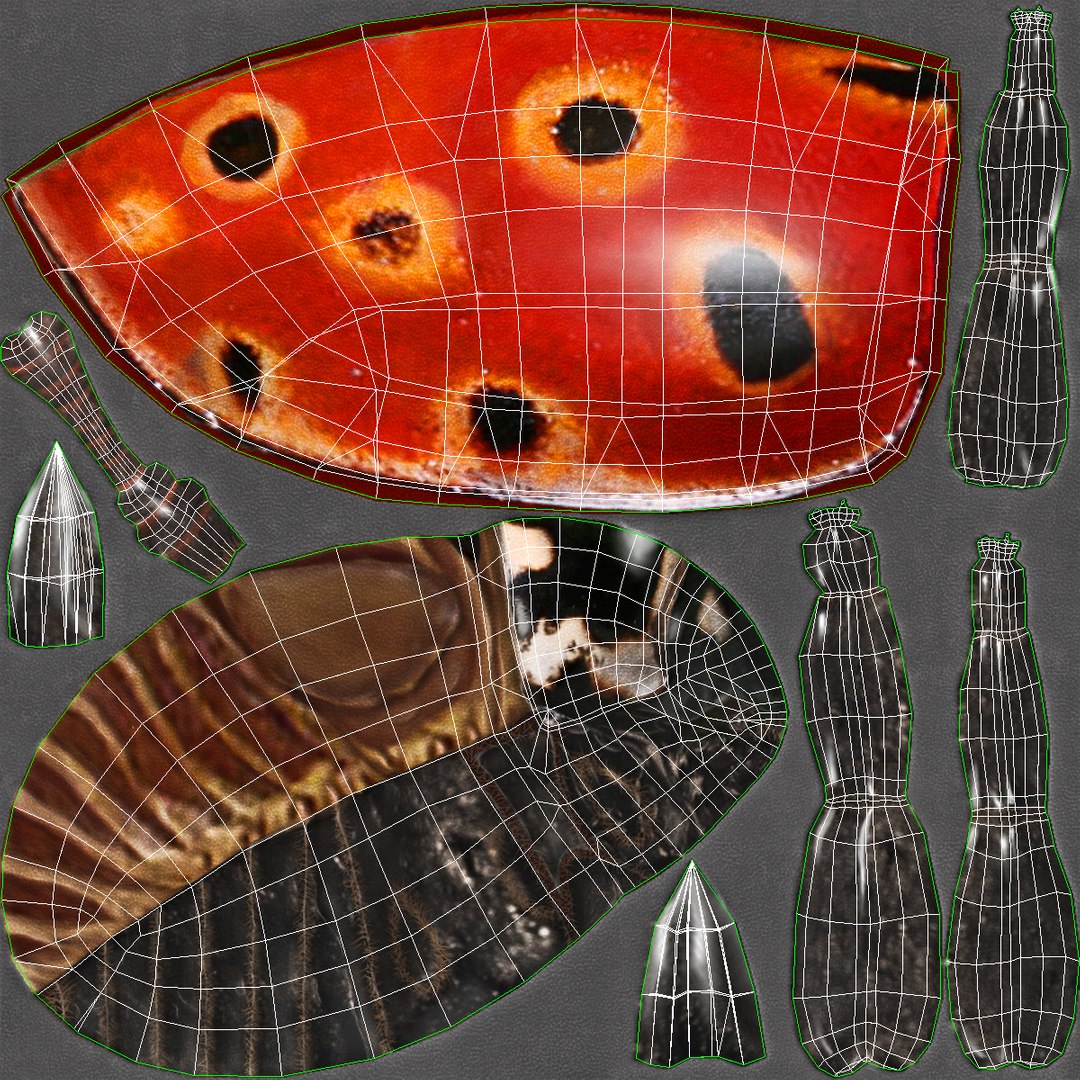 3ds max beetle leptinotarsa decemlineata https://p.turbosquid.com/ts-thumb/mp/RQOXHA/excCLlTp/eyedladybird_uv/jpg/1409211836/1920x1080/fit_q87/a1b58a7c0b5feafaeb522d8107b09dc9a9c8c662/eyedladybird_uv.jpg
