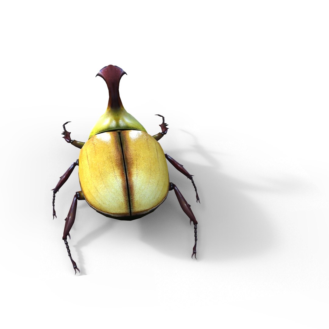 3ds max beetle leptinotarsa decemlineata https://p.turbosquid.com/ts-thumb/mp/RQOXHA/sA9JZUKB/beetles_base09/jpg/1409211215/1920x1080/fit_q87/7e970d89159000a53a7fe0eafafe2219ac465d20/beetles_base09.jpg