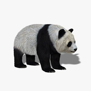 giant panda fur 3d model