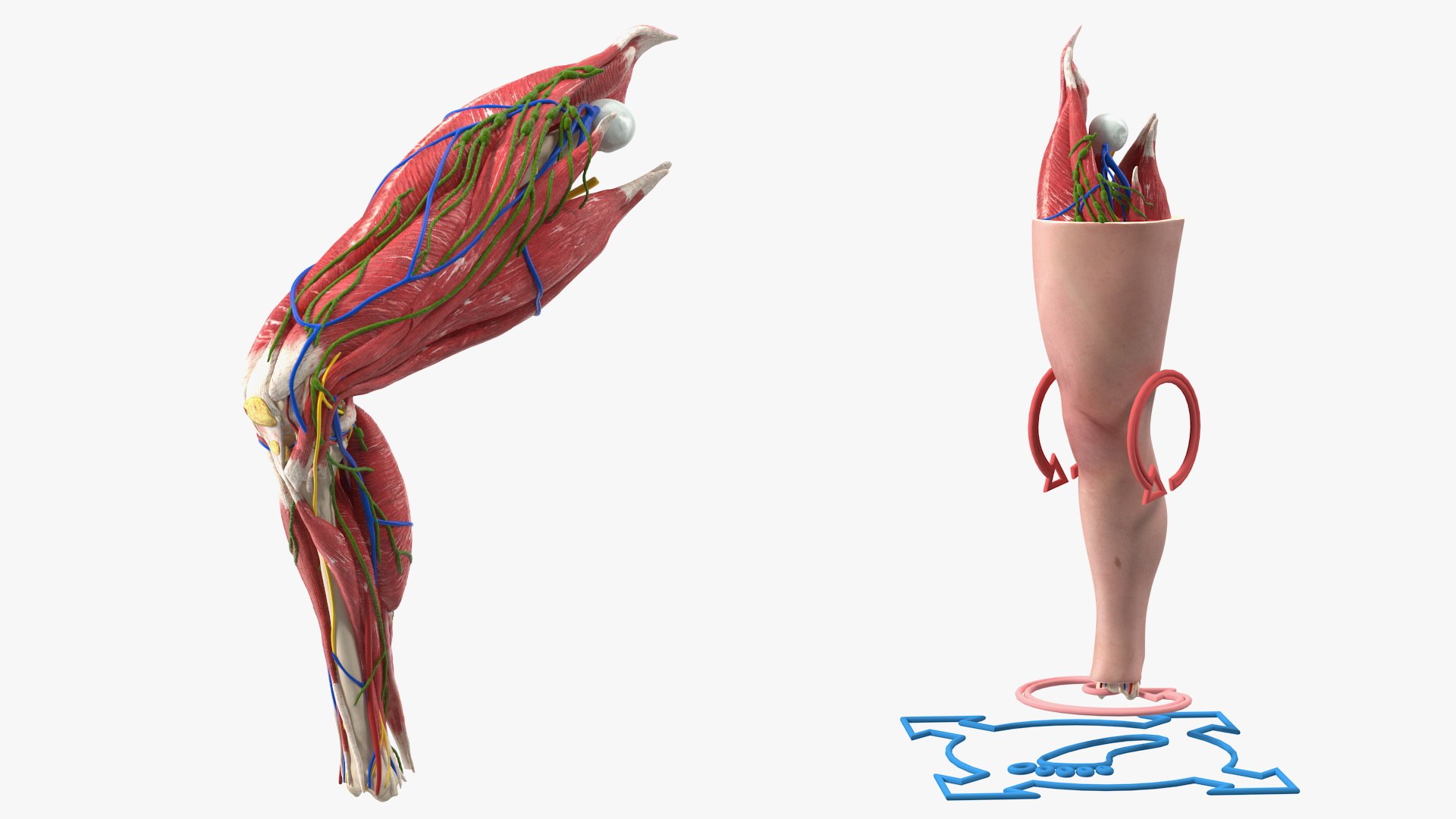 Knee Human Anatomy Rigged 3D model preview