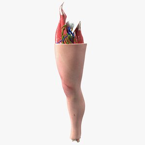 3D knee human anatomy rigged model