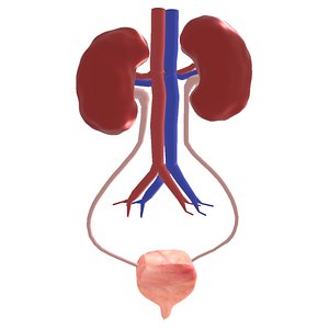 3D kidney model