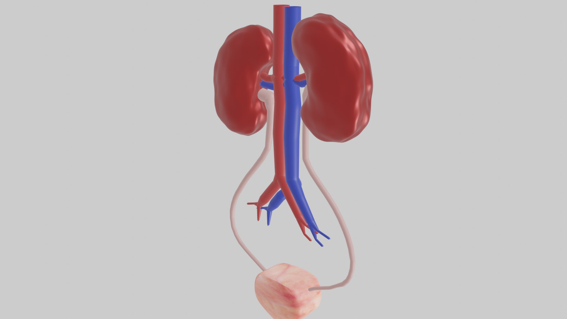 3D Kidney Model - TurboSquid 2080544