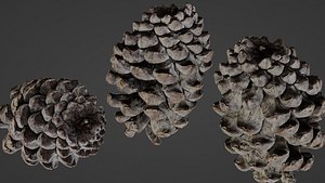 3D Pine cone model