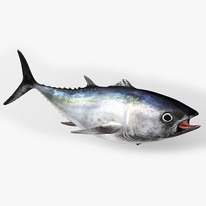 TUNA FISH Rigged L1562