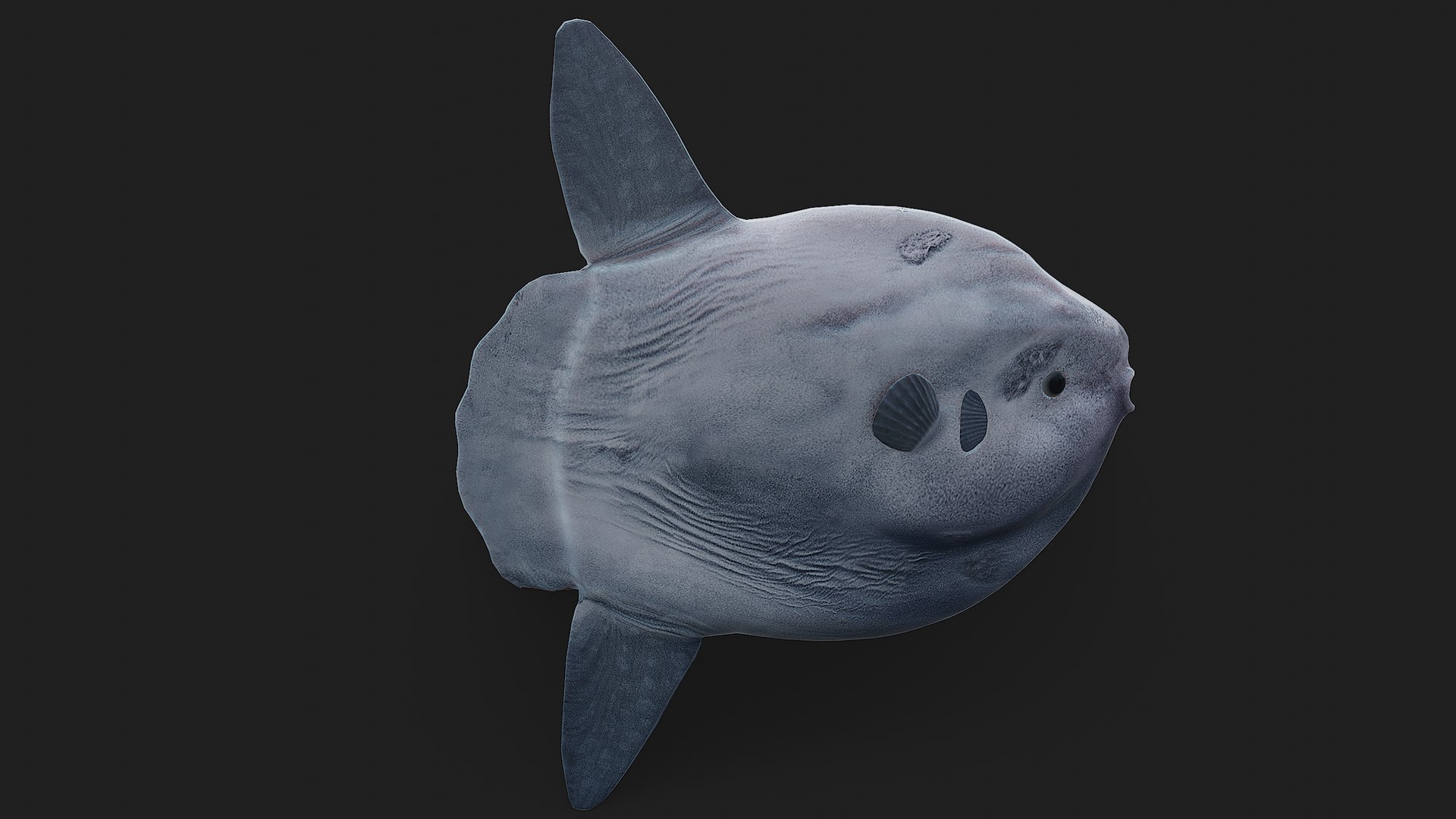 Ocean Sunfish Model - TurboSquid 2122676