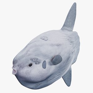 Ocean Sunfish