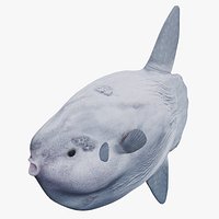 Ocean Sunfish